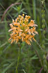 Yellow fringed orchid